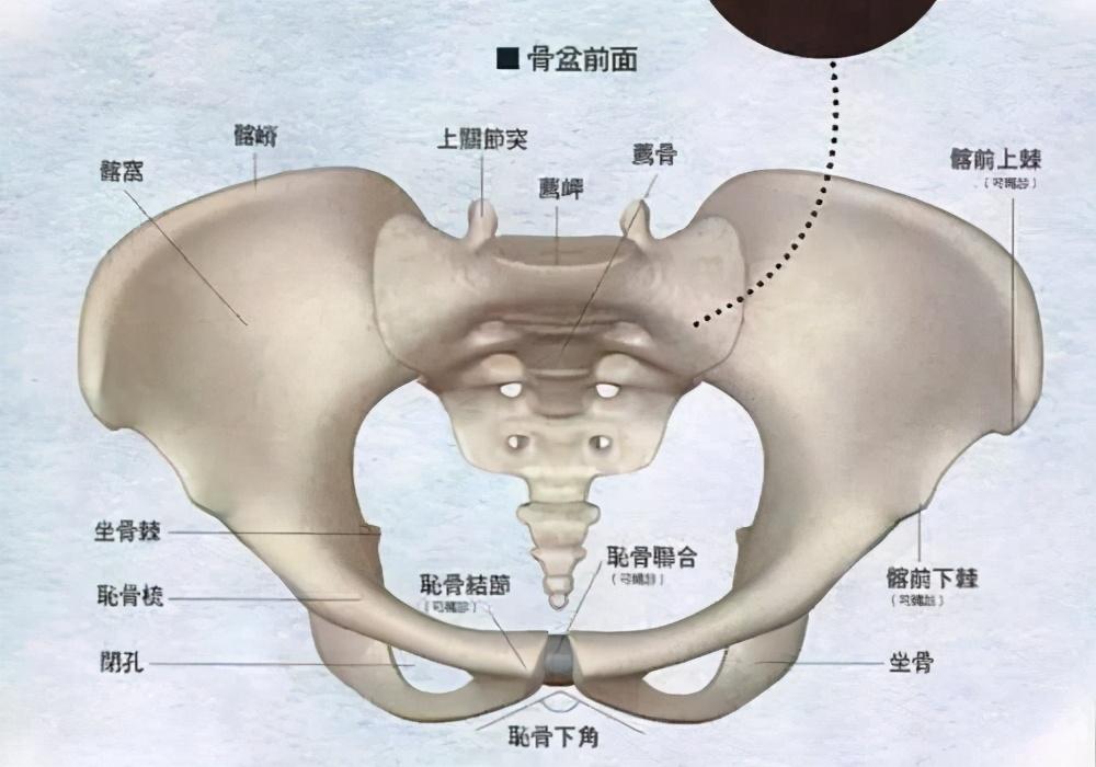 宝宝成长里程碑，几个月后头部骨骼逐渐稳固发展