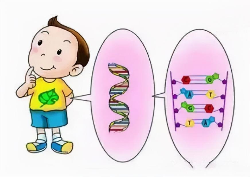 孕期亲子鉴定的准确性与时机选择，几个月可以做？